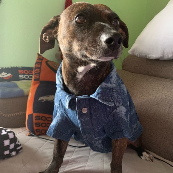 Super cute dog jacket - Picture 6 of 6